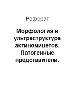 Реферат: Морфология и ультраструктура актиномицетов. Патогенные представители. Актиномицеты — продуценты антибиотиков