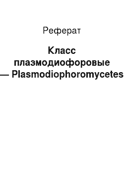 Реферат: Класс плазмодиофоровые — Plasmodiophoromycetes