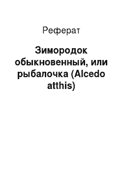 Реферат: Зимородок обыкновенный, или рыбалочка (Alcedo atthis)