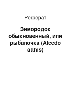 Реферат: Зимородок обыкновенный, или рыбалочка (Alcedo atthis)