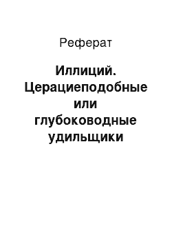 Реферат: Иллиций. Церациеподобные или глубоководные удильщики