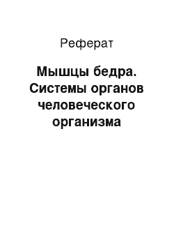 Реферат: Мышцы бедра. Системы органов человеческого организма