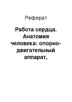 Реферат: Работа сердца. Анатомия человека: опорно-двигательный аппарат, сердечная система