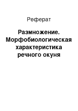 Реферат: Размножение. Морфобиологическая характеристика речного окуня