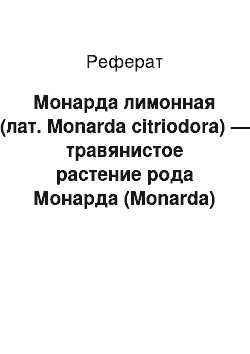 Реферат: Монарда лимонная (лат. Monarda citriodora) — травянистое растение рода Монарда (Monarda) семейства Яснотковые (Laminaceae)