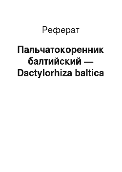 Реферат: Пальчатокоренник балтийский — Dactylorhiza baltica