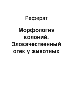 Реферат: Морфология колоний. Злокачественный отек у животных