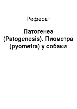 Реферат: Патогенез (Patogenesis). Пиометра (pyometra) у собаки