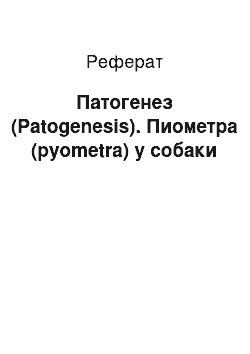 Реферат: Патогенез (Patogenesis). Пиометра (pyometra) у собаки